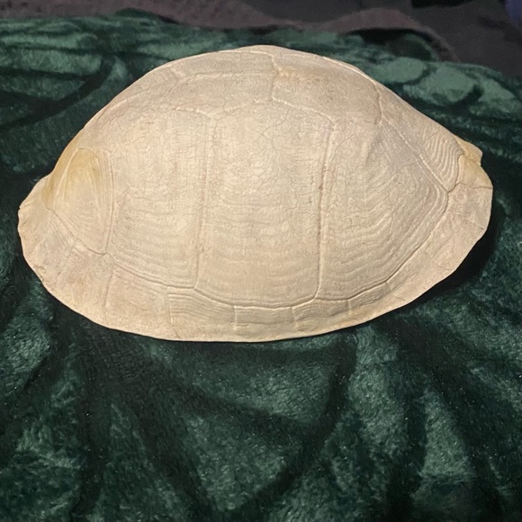 SOLD - 2 REAL Eastern Box Turtle Shells - Picture 2 of 6
